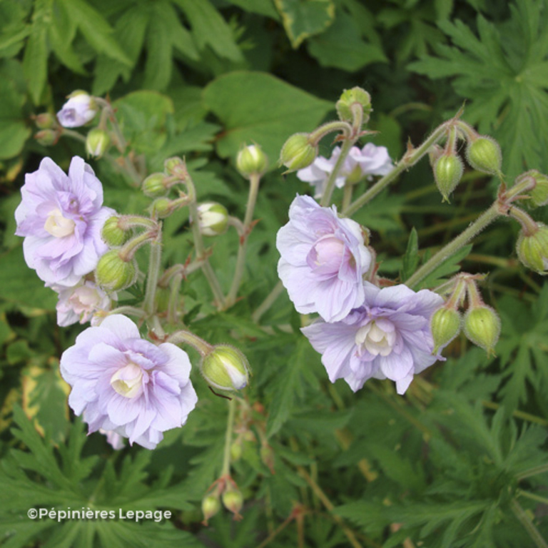 geranium-pratense-summer-skies-lepage